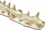 Impressive Fossil Crocodylomorph (Gavialoid?) Jaw - Morocco #345362-4